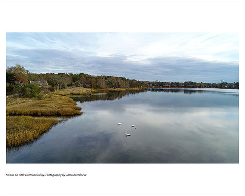 Swans on Little Buttermilk Bay