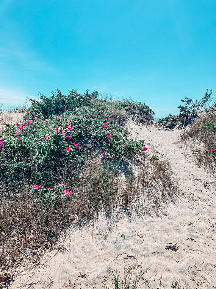 Beach Roses