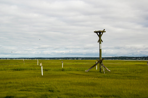 Sandy Neck Marsh Trail #002