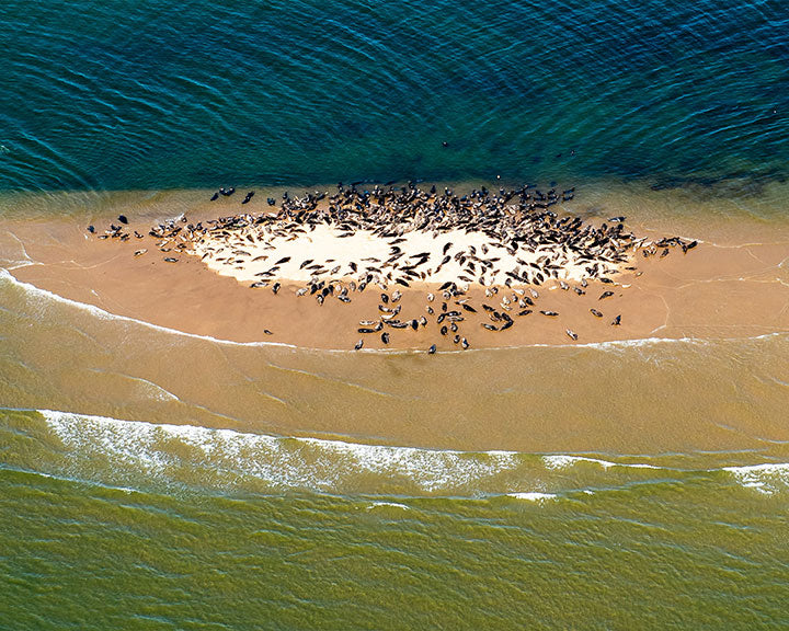 Nauset Seals, Eastham – Cape Cod Life Shop